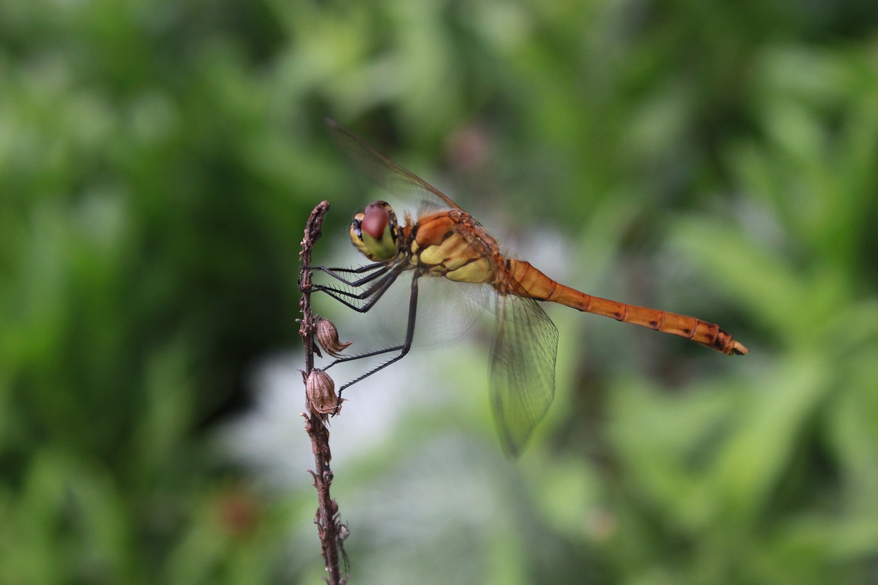 dragonfly  insects  nature free photo