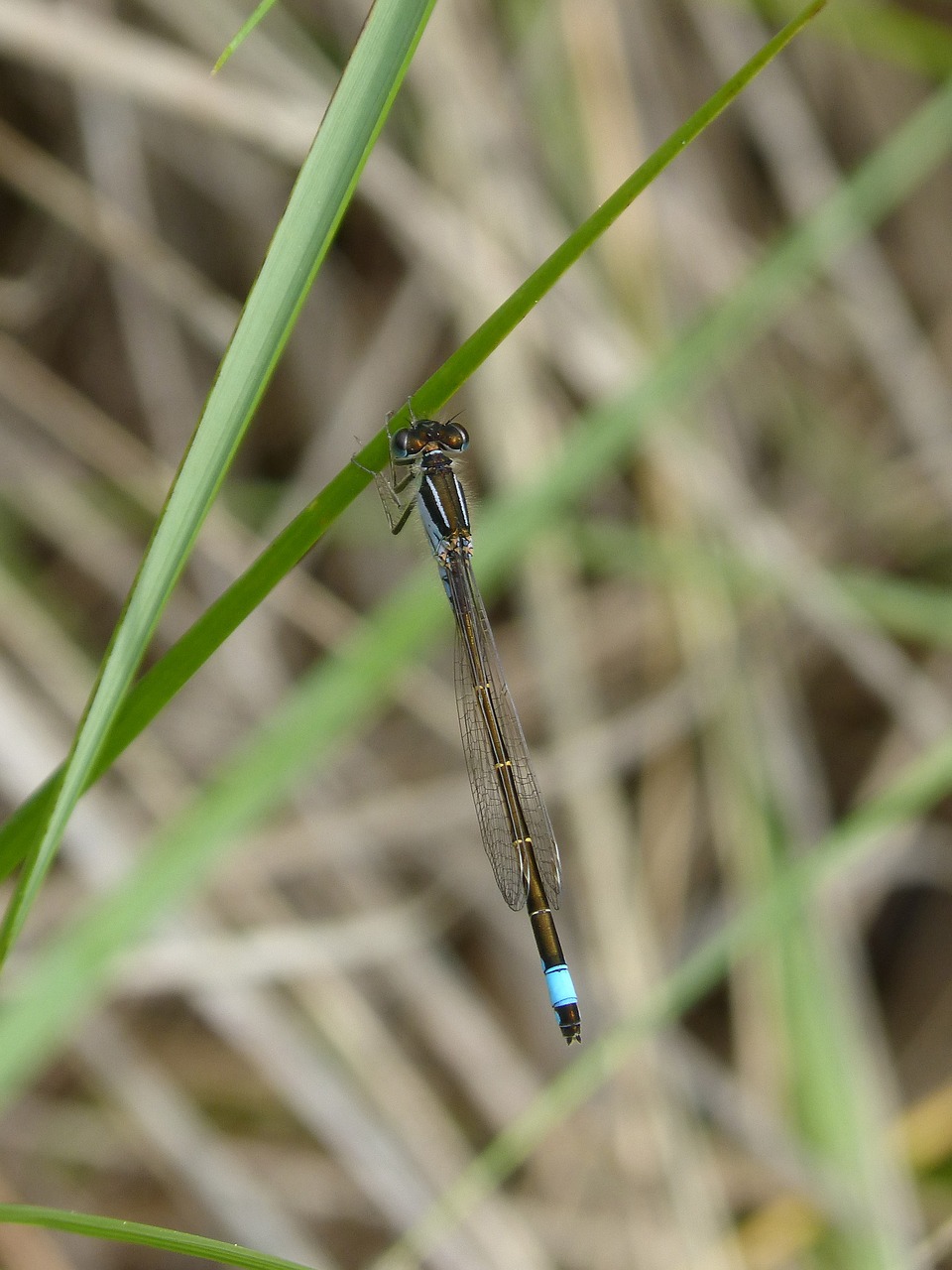 dragonfly  damselfly  ischnura graellsii free photo