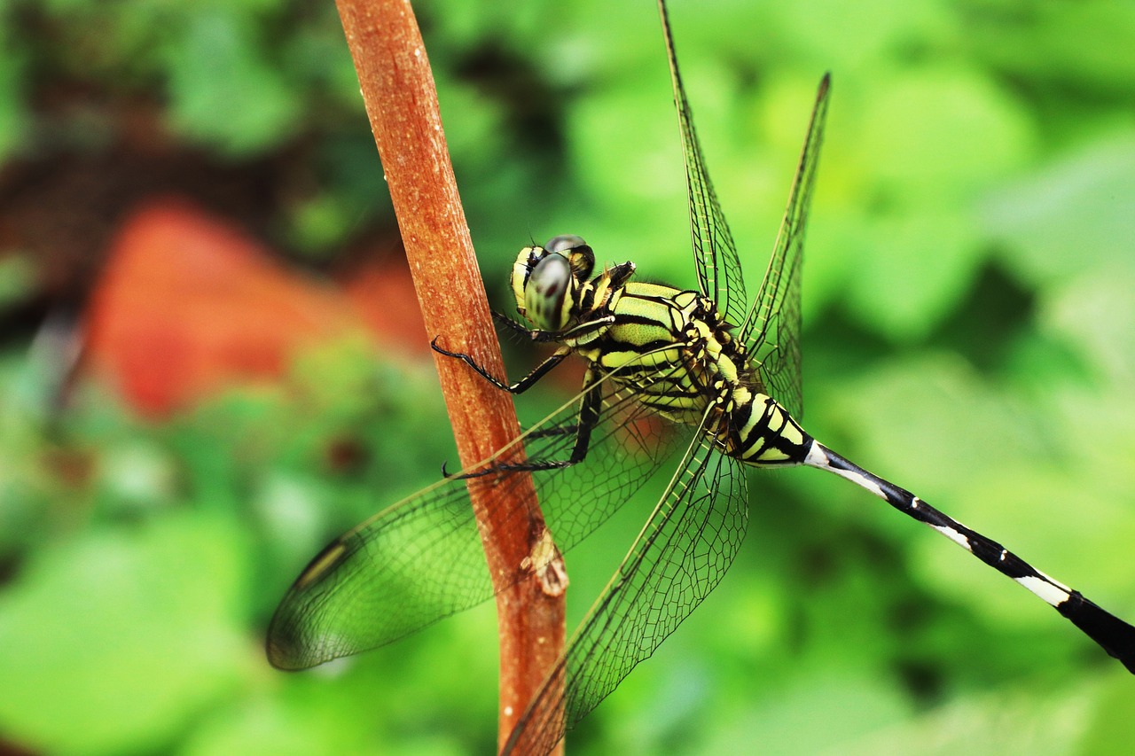 dragonfly  insects leaves  green free photo