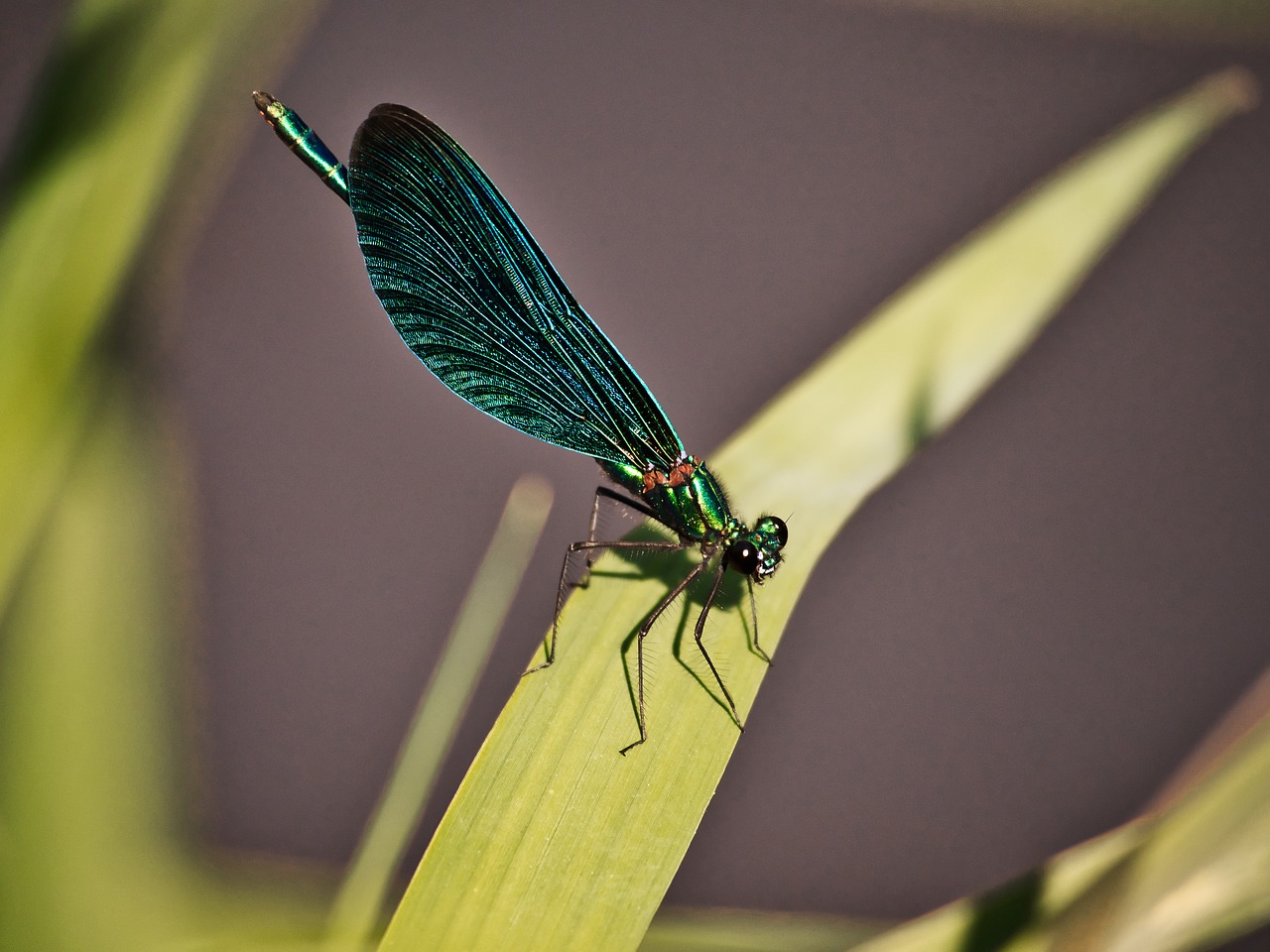 dragonfly  macro  close up free photo