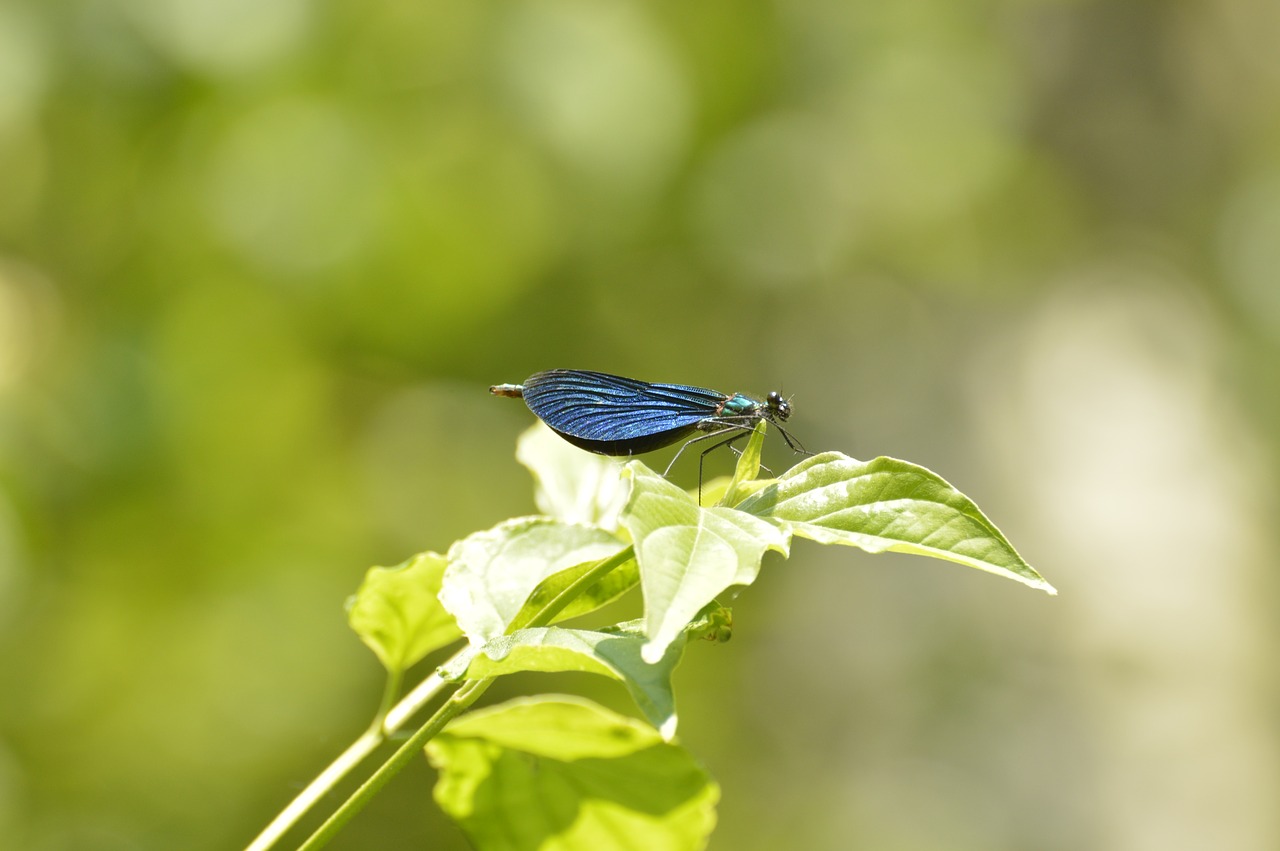 dragonfly  nature  close up free photo