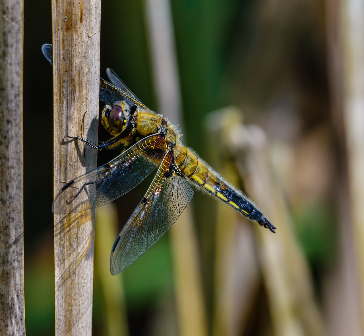 dragonfly  insect  nature free photo