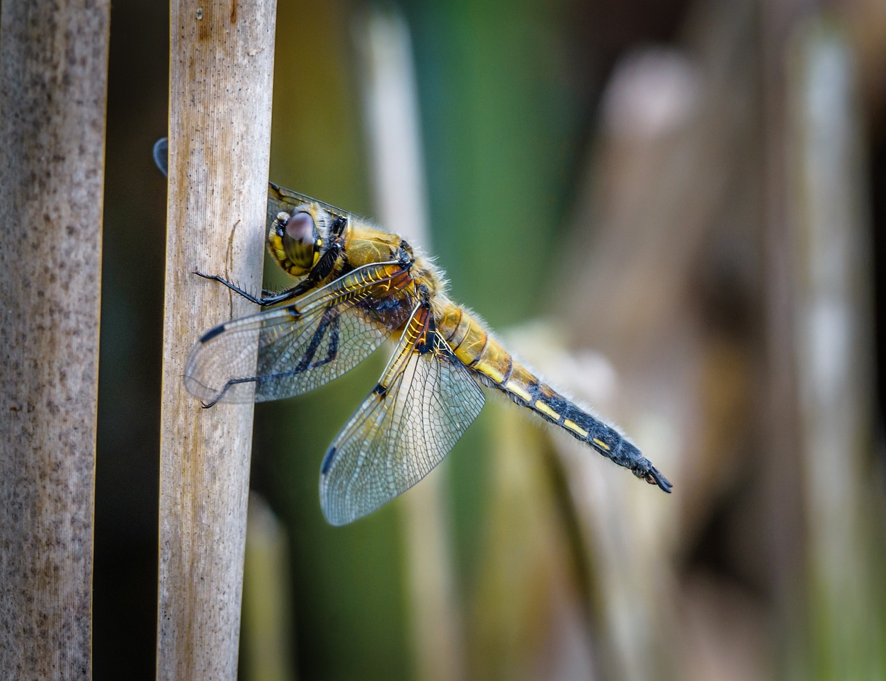 dragonfly  insect  nature free photo