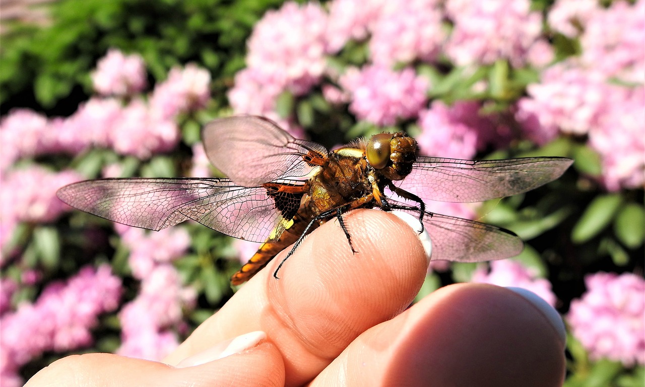 dragonfly  index finger  insect free photo