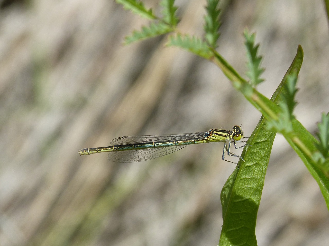 dragonfly  damselfly  ischnura pumilio free photo