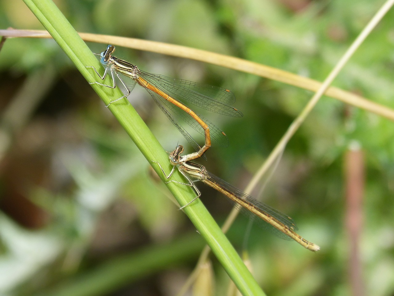 dragonfly  damselfly  insects mating free photo