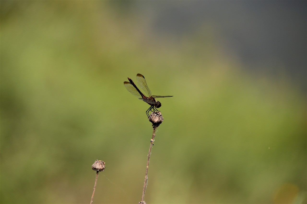 dragonfly  nature  insects free photo