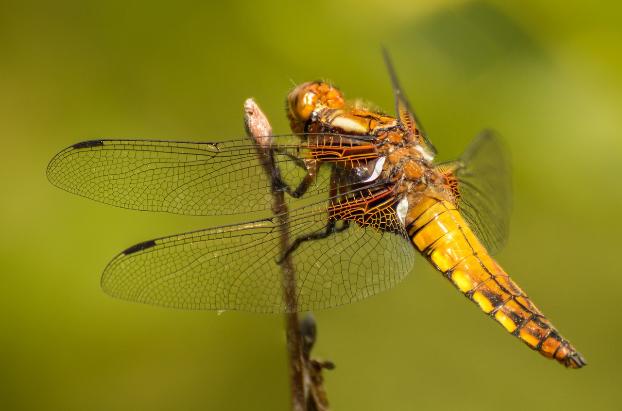 dragonfly  macro  insect free photo