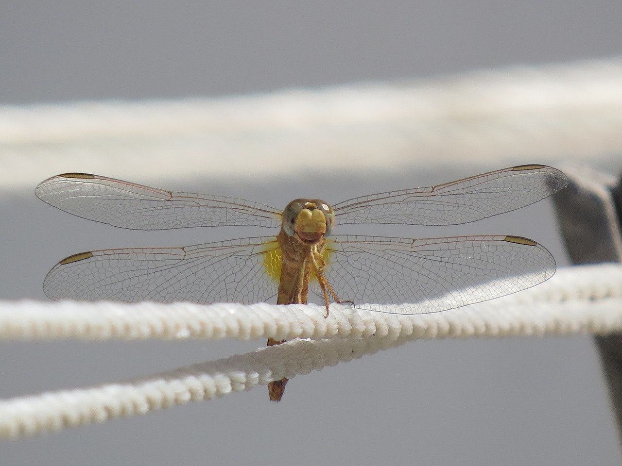 dragonfly  wings  insect free photo