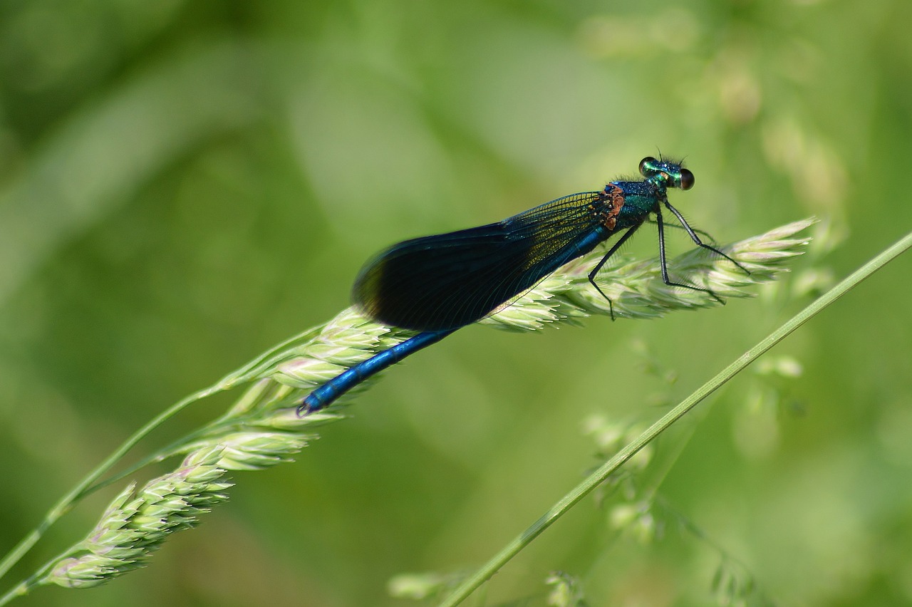 dragonfly  meadow  nature free photo