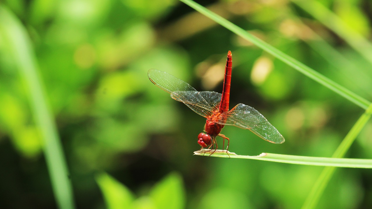 dragonfly  red  scarlet free photo