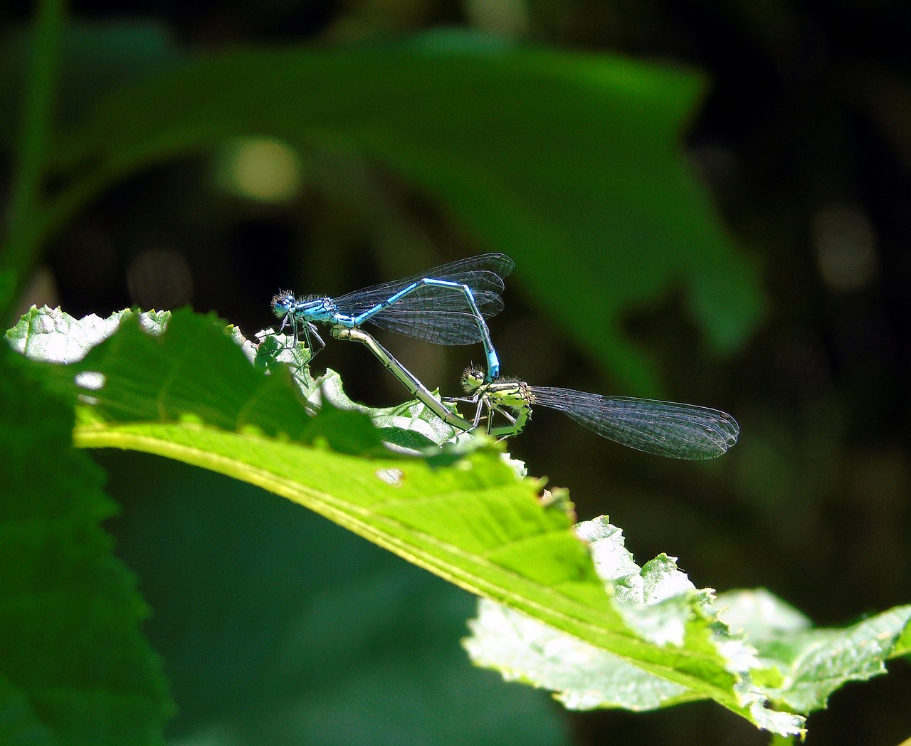 dragonfly  mating  wildlife free photo