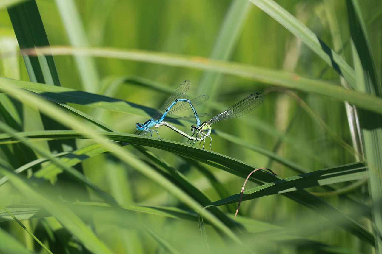 dragonfly  insect  couple free photo