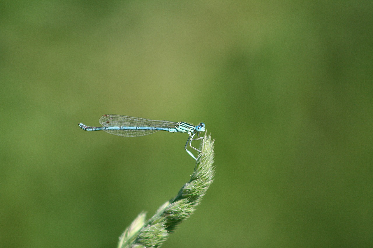 dragonfly  water  lake free photo