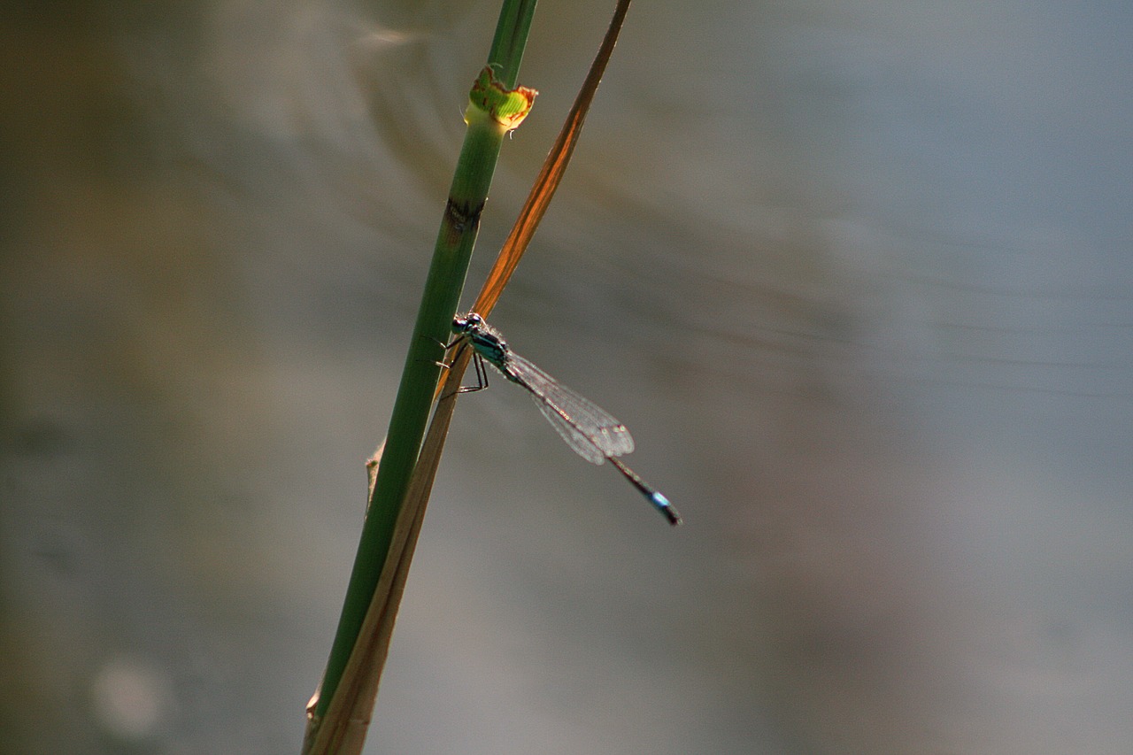 dragonfly  water  lake free photo