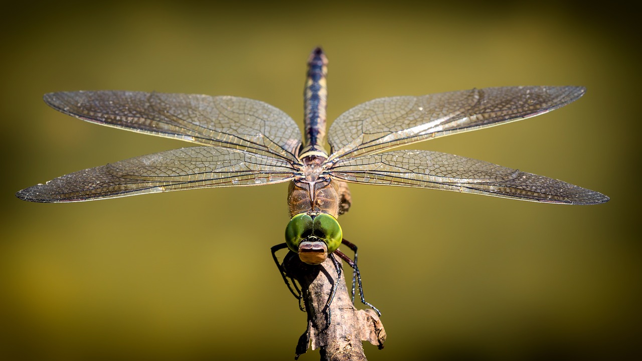 dragonfly  wings  insect free photo