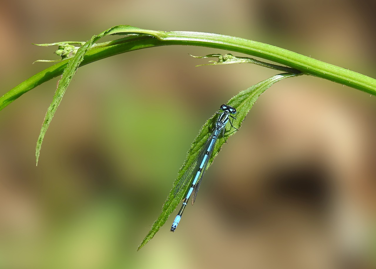 dragonfly  nature  insect free photo