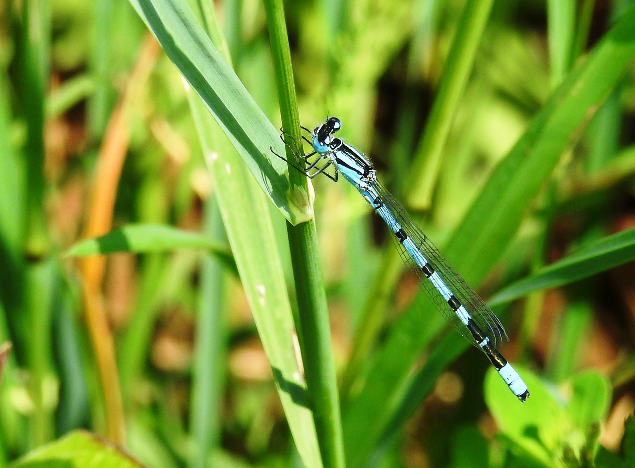 dragonfly  insect  close up free photo