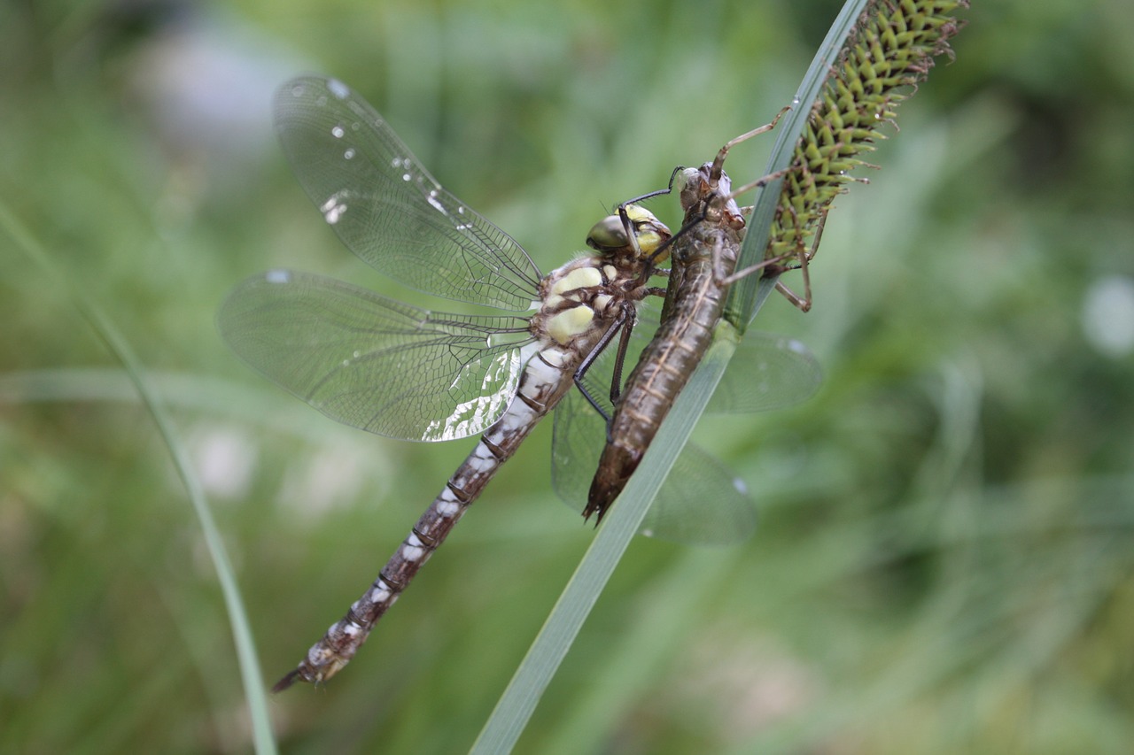 dragonfly  insect  dragonflies free photo