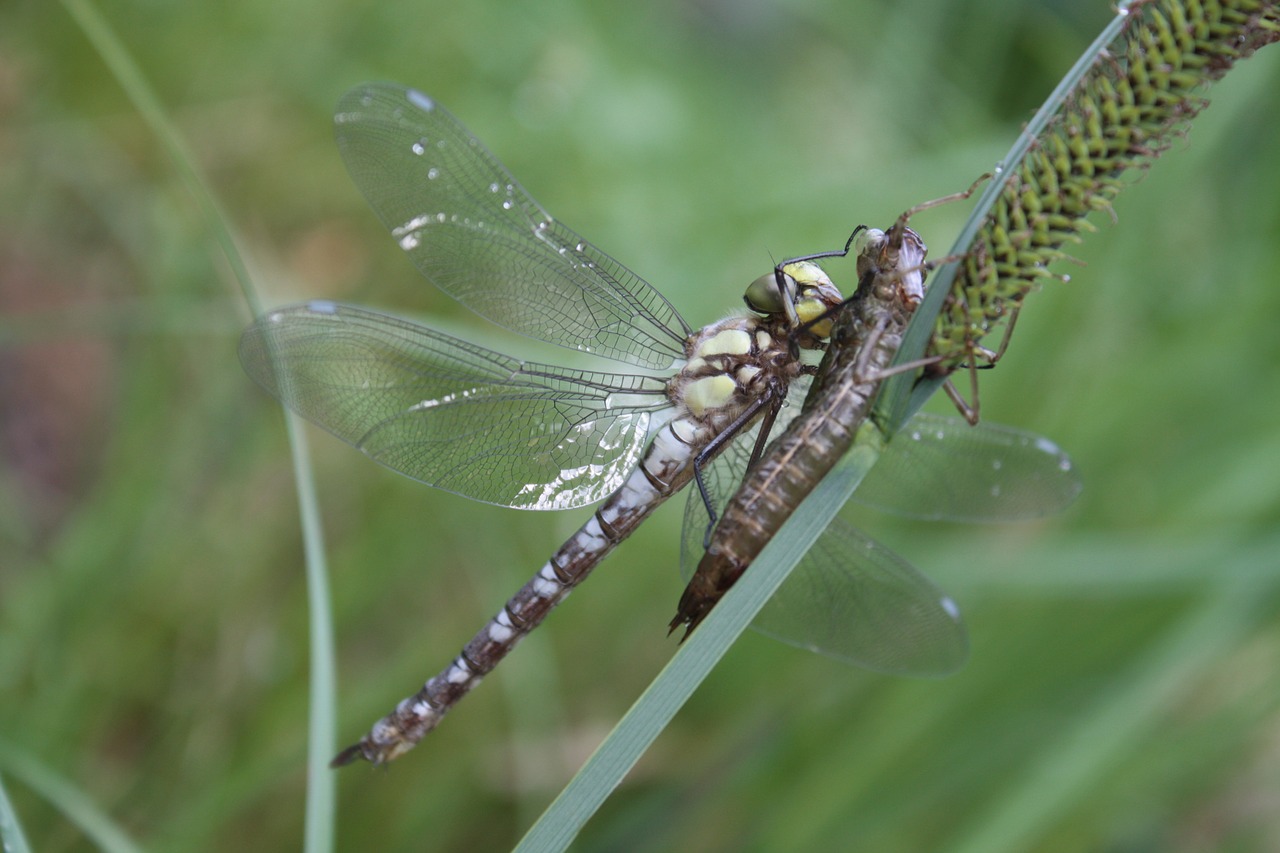 dragonfly  dragonflies  aeshna free photo