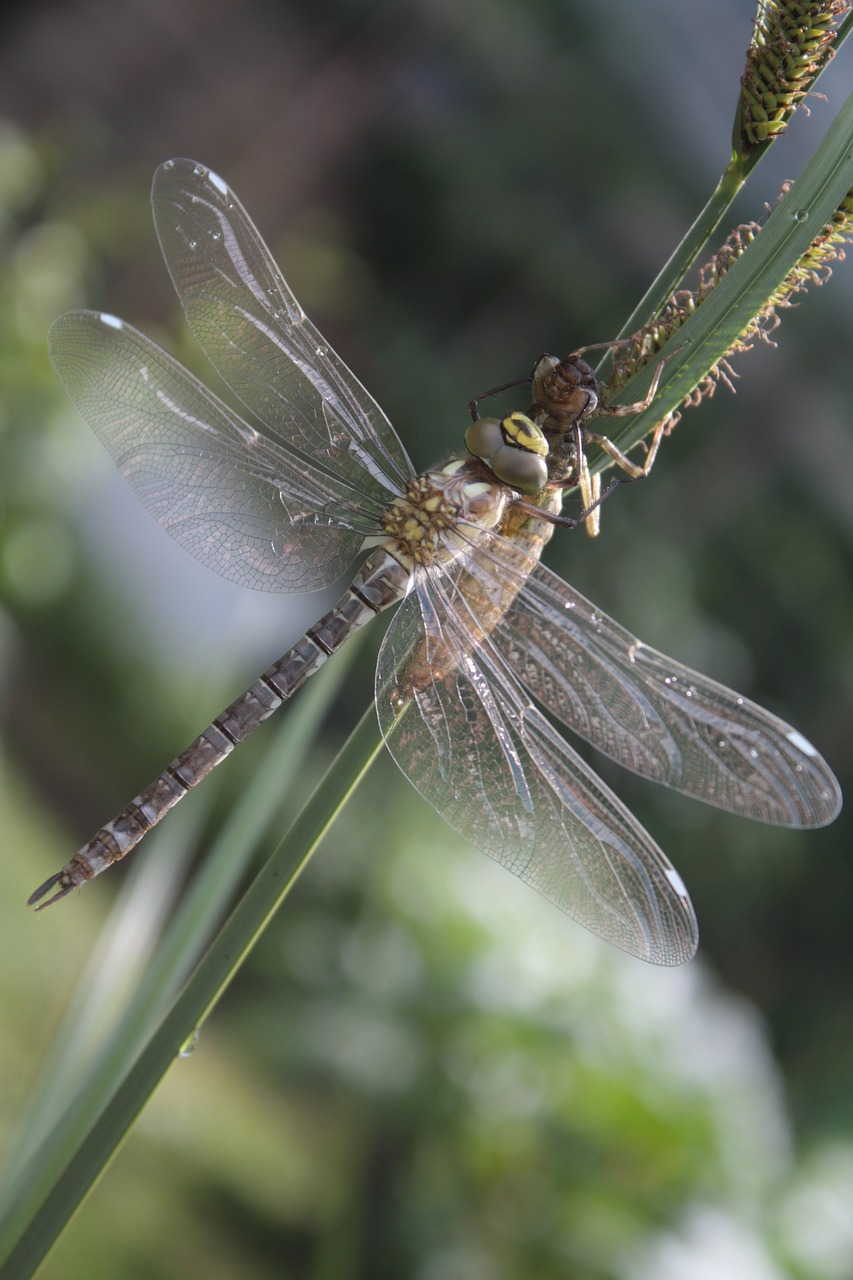 dragonfly  dragonflies  aeshna free photo
