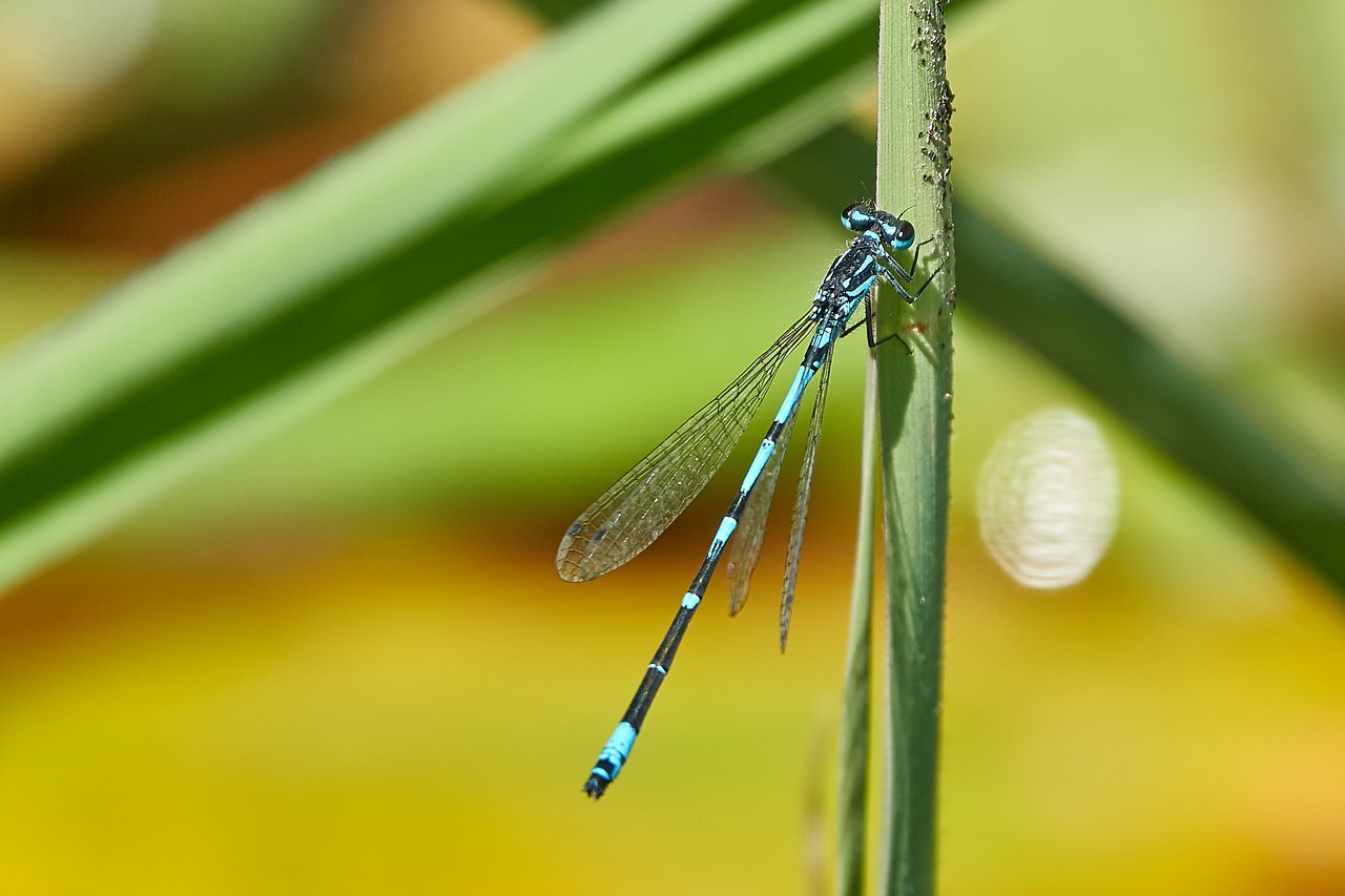 dragonfly  green  insect free photo