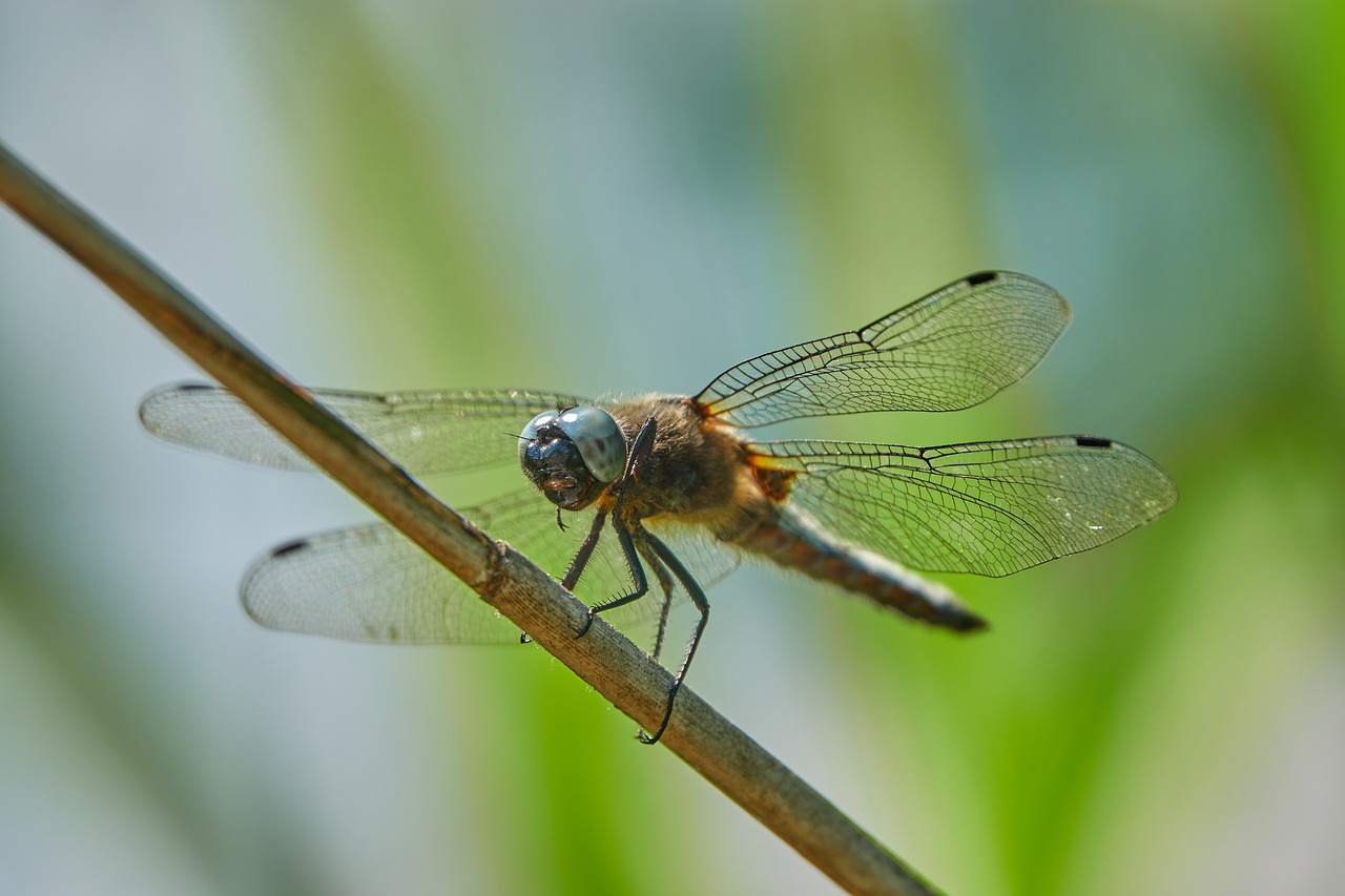 dragonfly  green  insect free photo