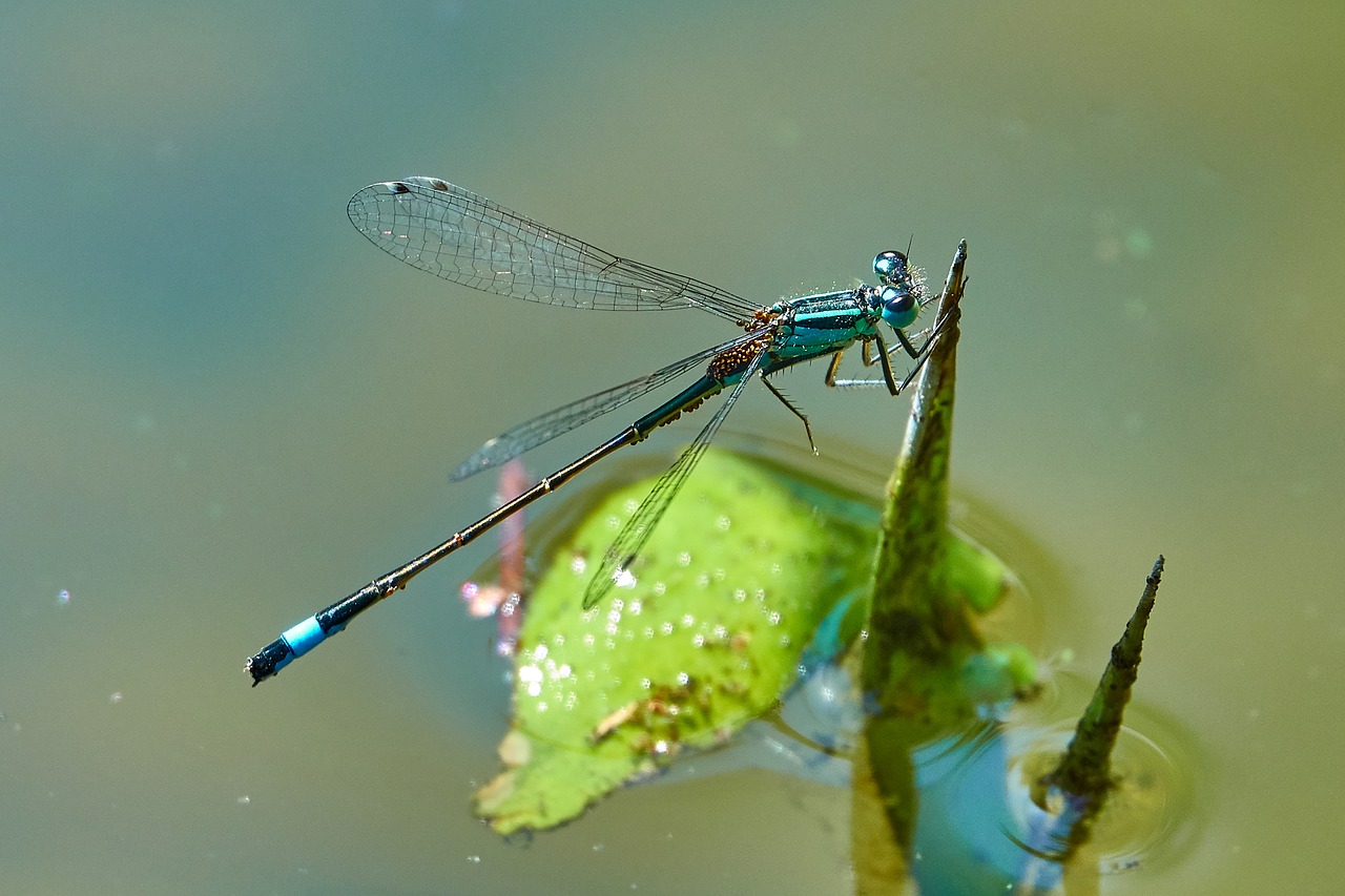 dragonfly  green  insect free photo