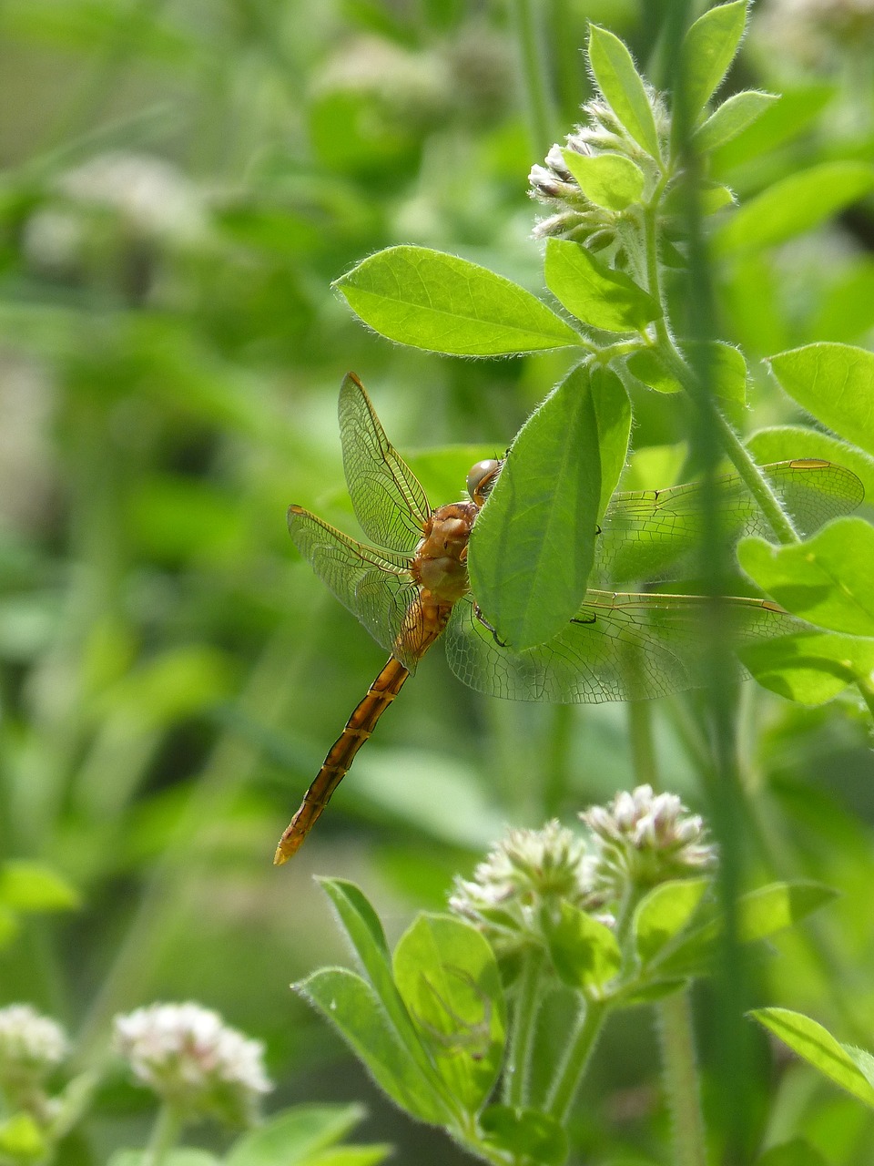 dragonfly  dragonfly amrilla  leaf free photo