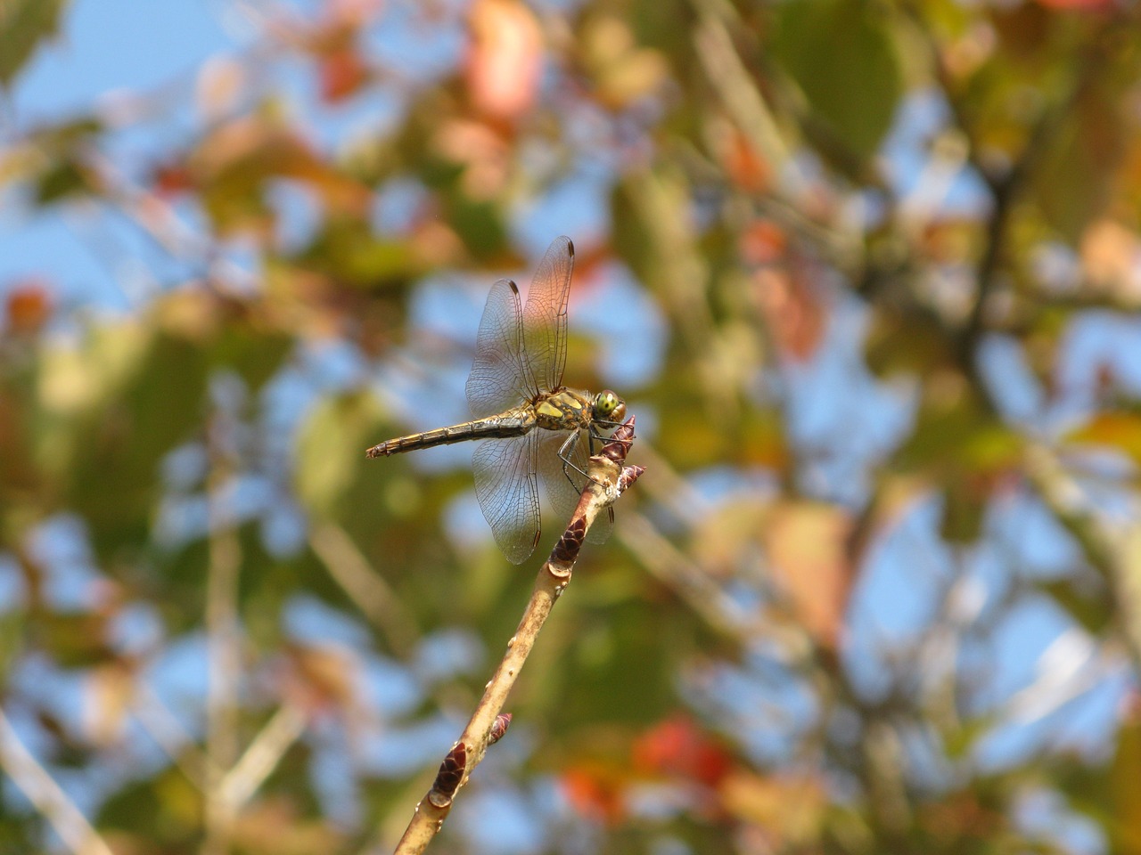 dragonfly  insect  autumn free photo