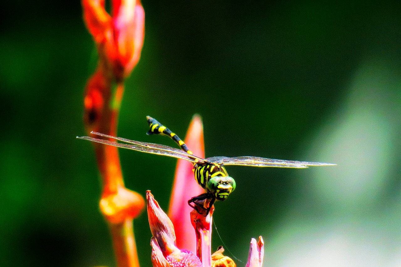 dragonfly  quentin chong  natural free photo