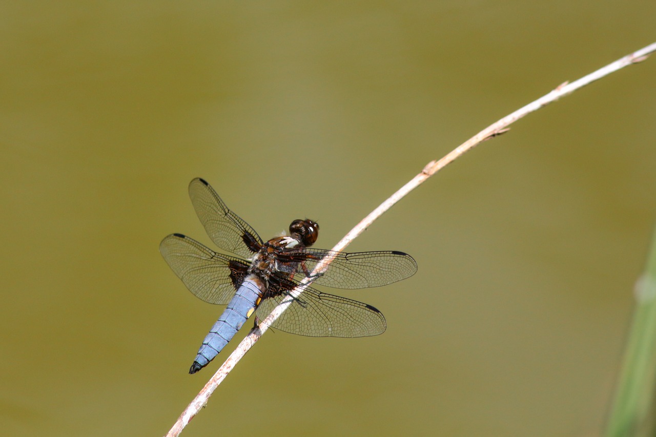 dragonfly  flat belly dragonfly  insect free photo