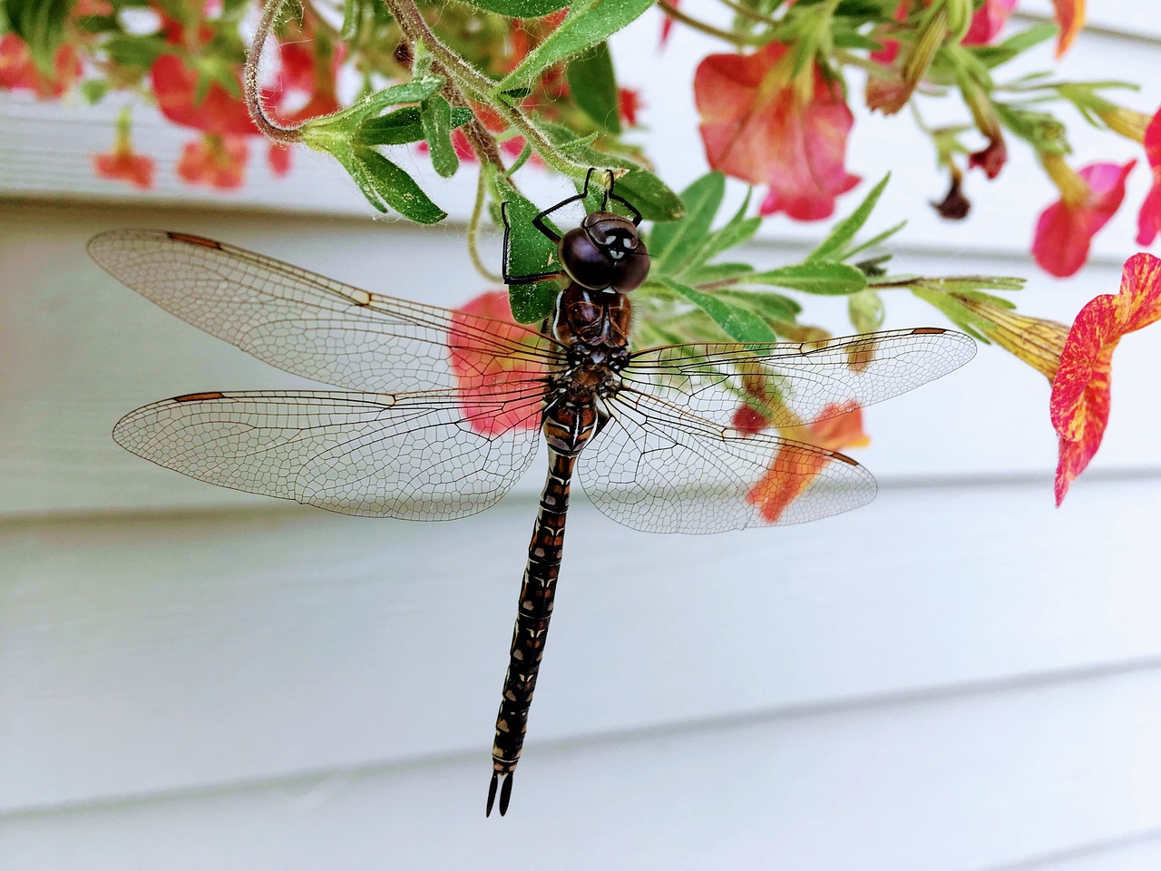 dragonfly  nature  insect free photo