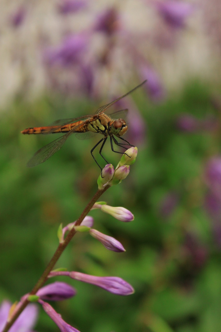 dragonfly  flowers  insects free photo