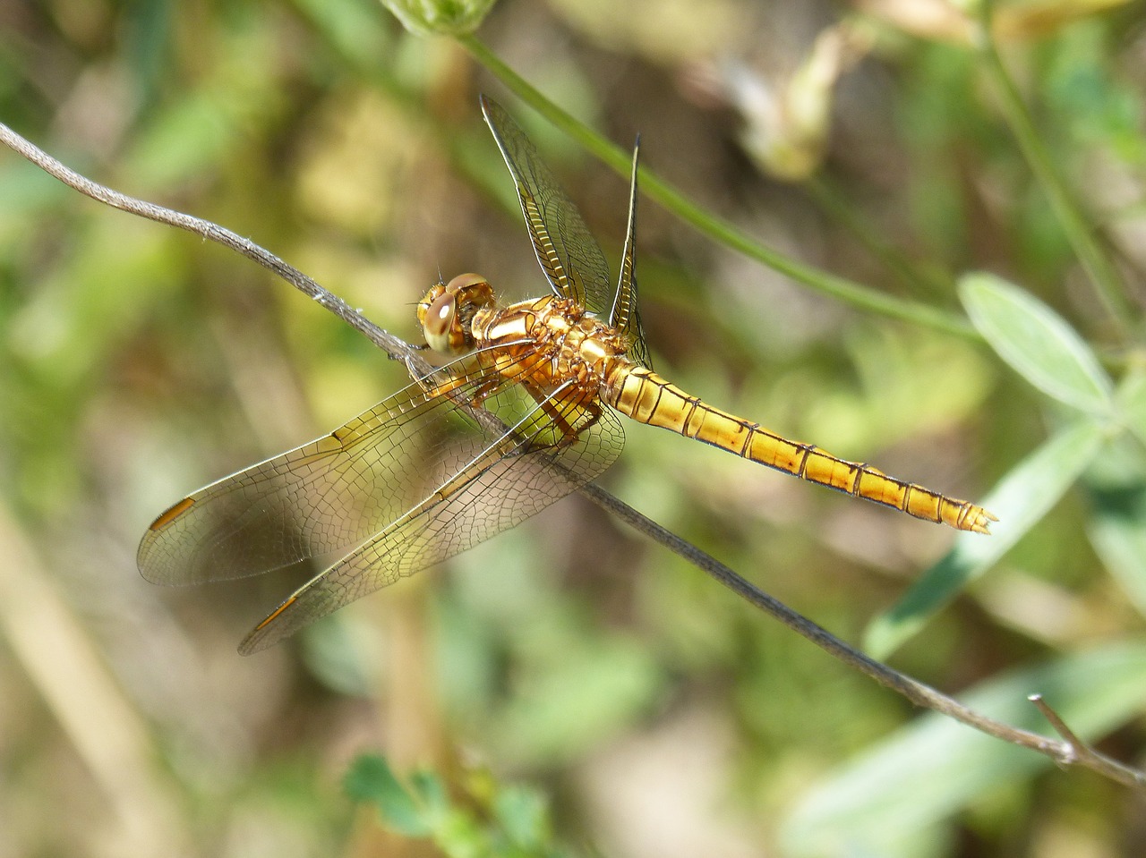 dragonfly  winged insect  orthetrum chrysostigma free photo