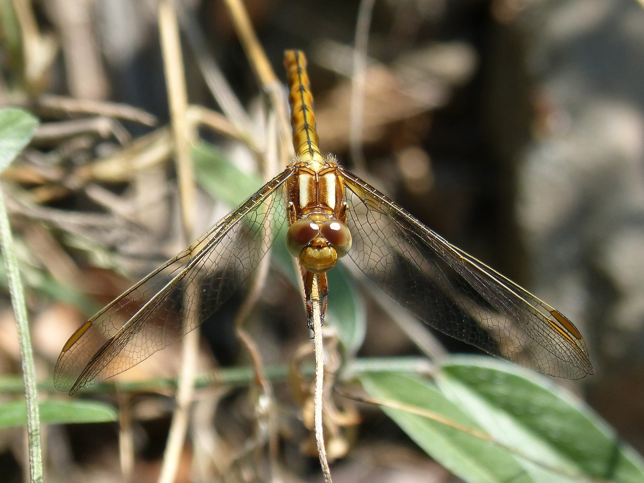 dragonfly  winged insect  orthetrum chrysostigma free photo