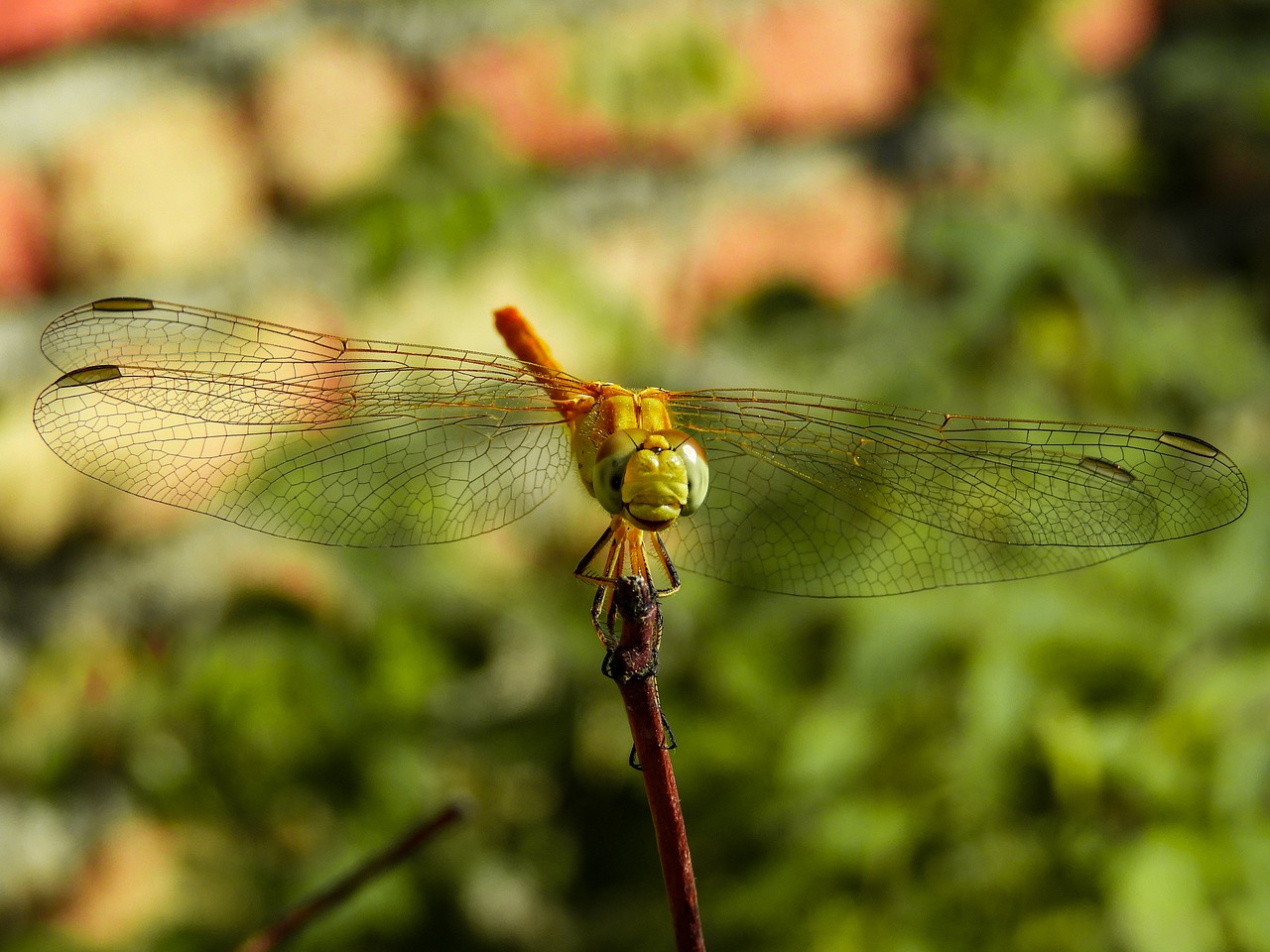 dragonfly  spring  nature free photo