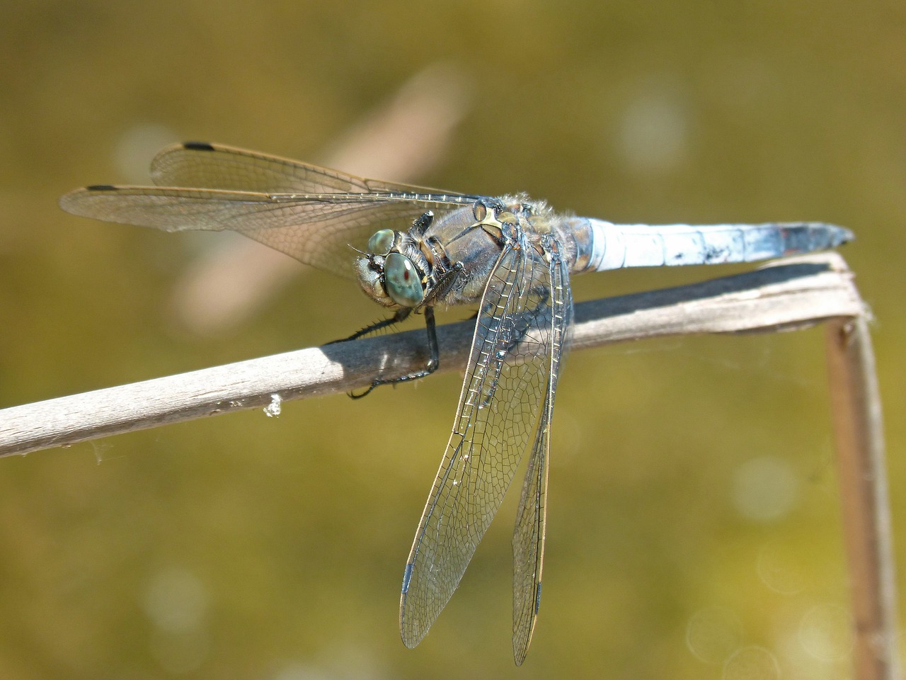 dragonfly  libellula fulva  blue dragonfly free photo