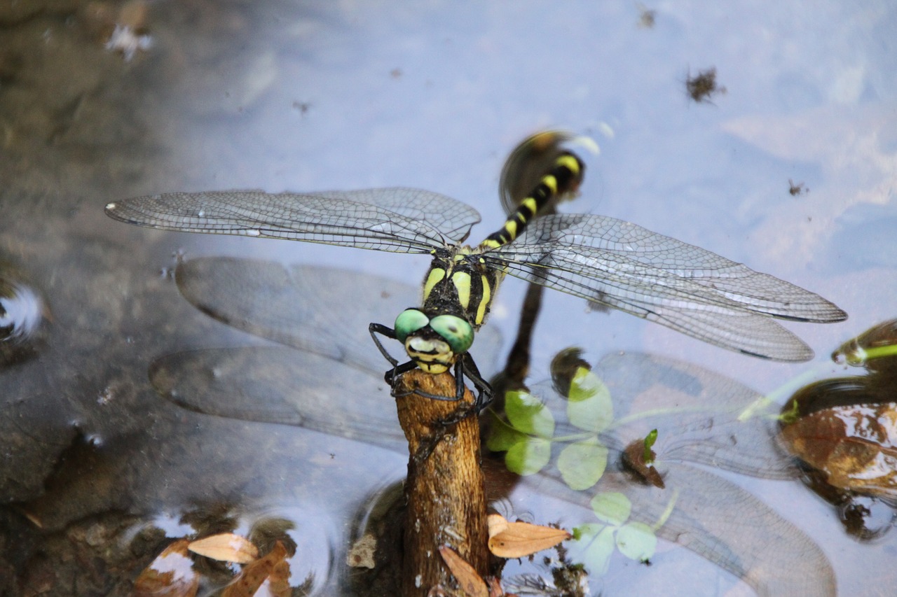 dragonfly  insect  pond free photo