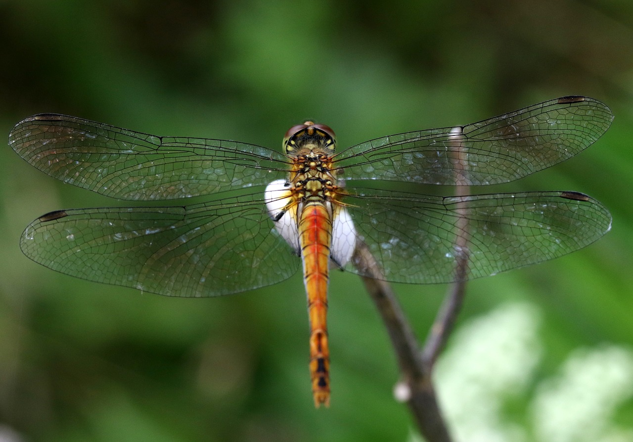 dragonfly  insecta  wings free photo