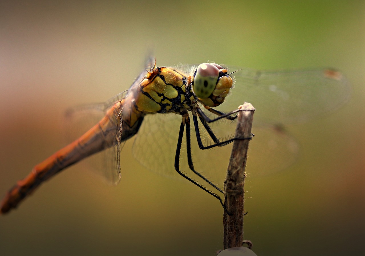 dragonfly  insecta  wings free photo