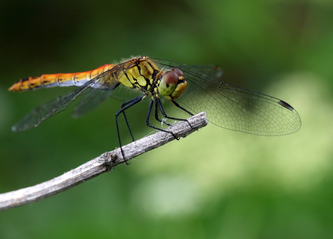 dragonfly  insecta  wings free photo