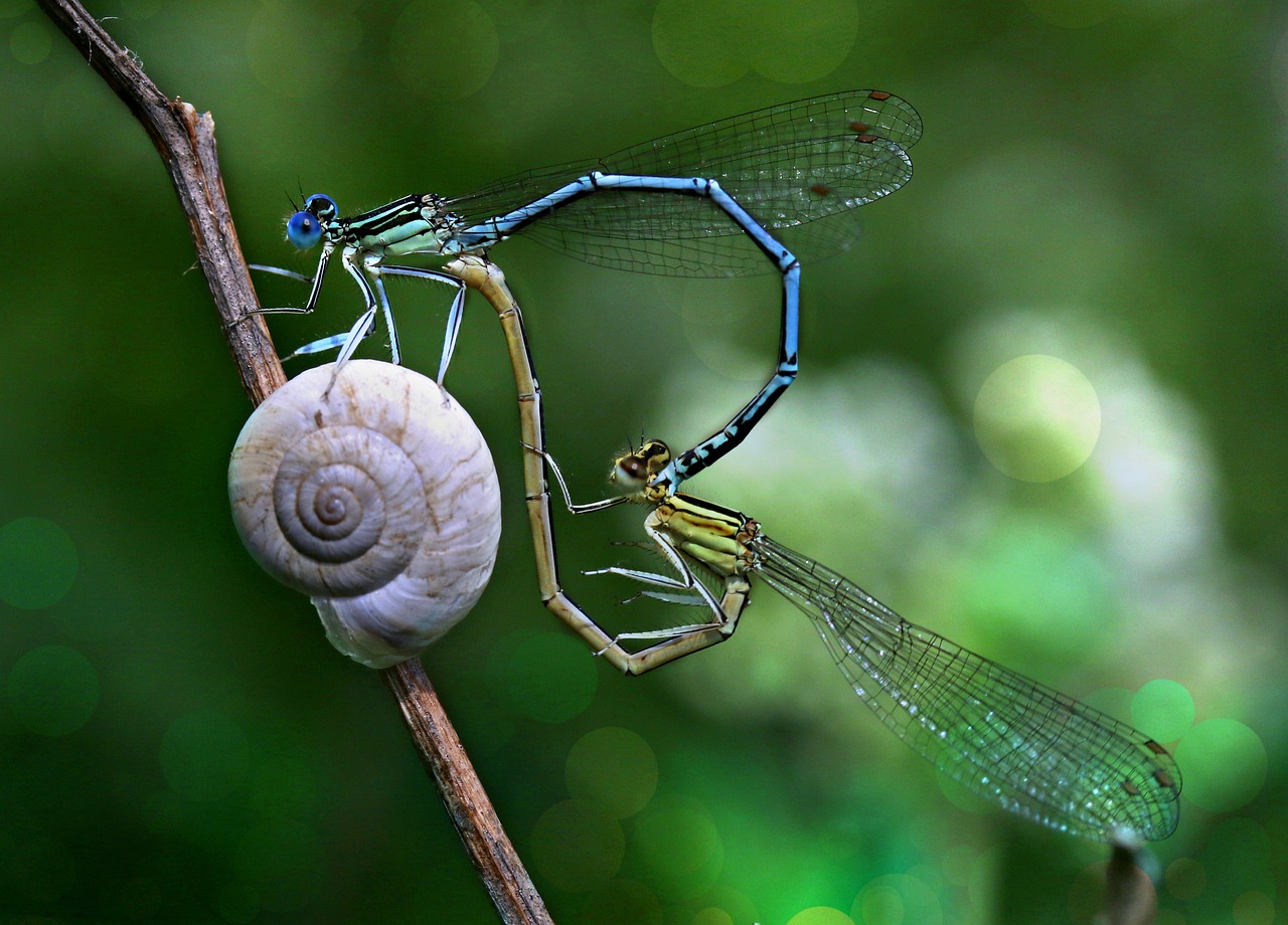 dragonfly  mating  love free photo