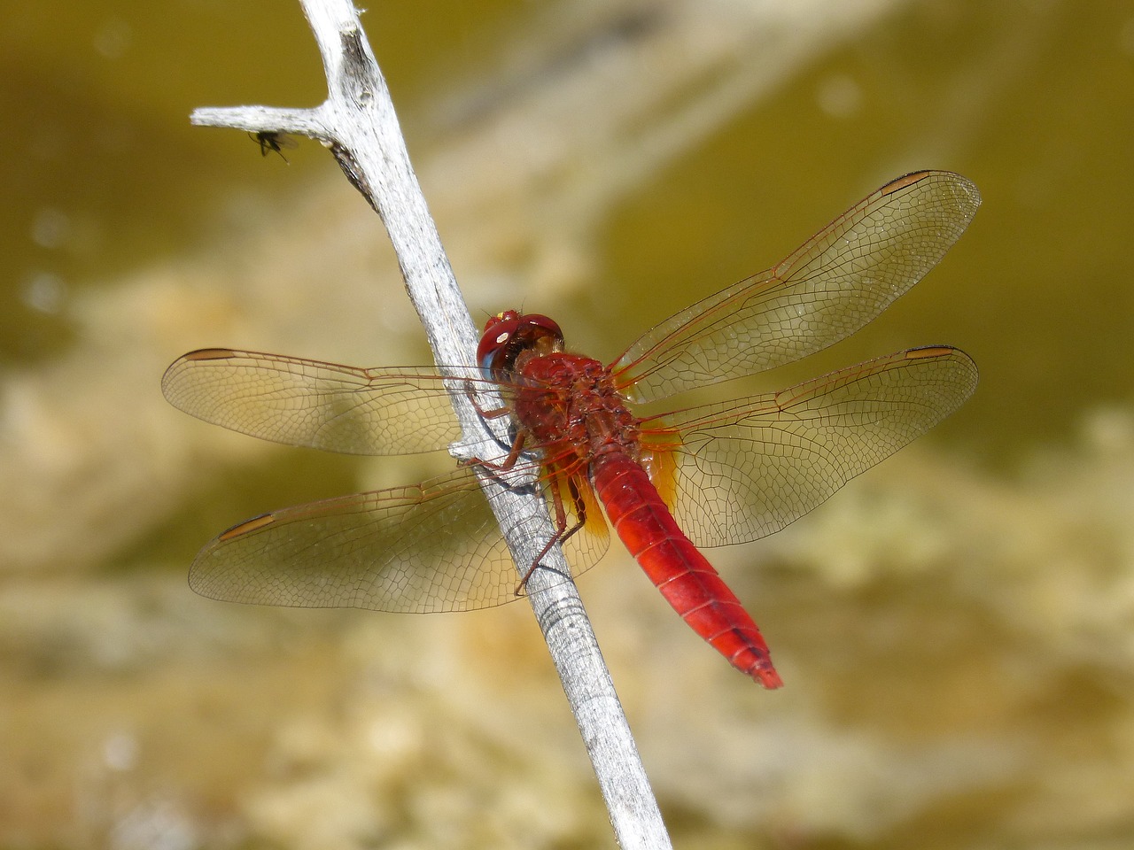 dragonfly  red dragonfly  erythraea crocothemis free photo