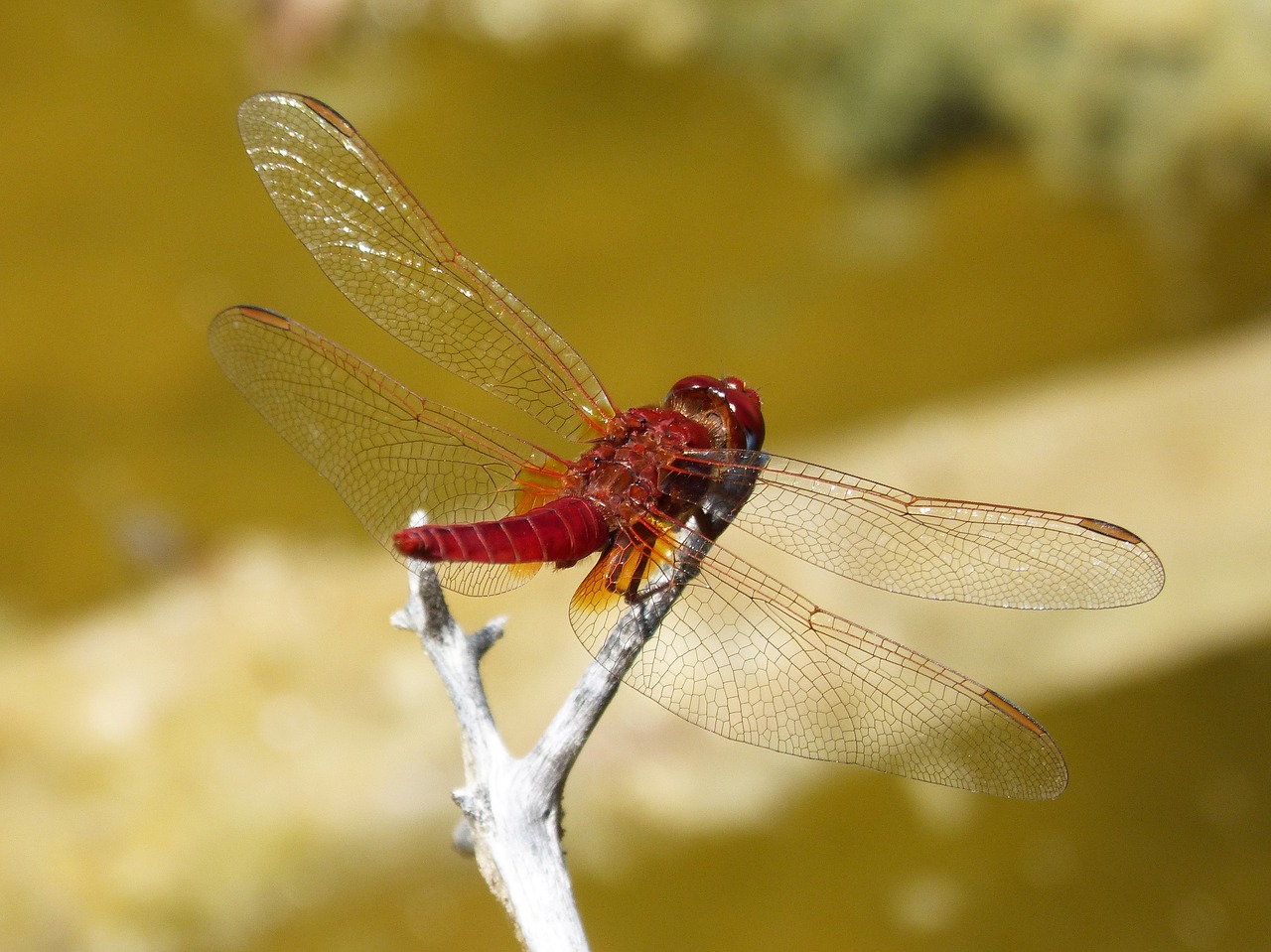 dragonfly  red dragonfly  erythraea crocothemis free photo