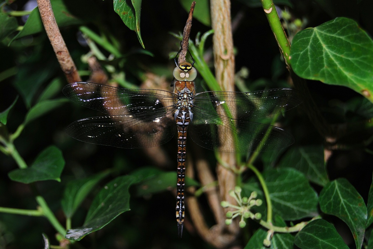 dragonfly aeshna mixta wings free photo