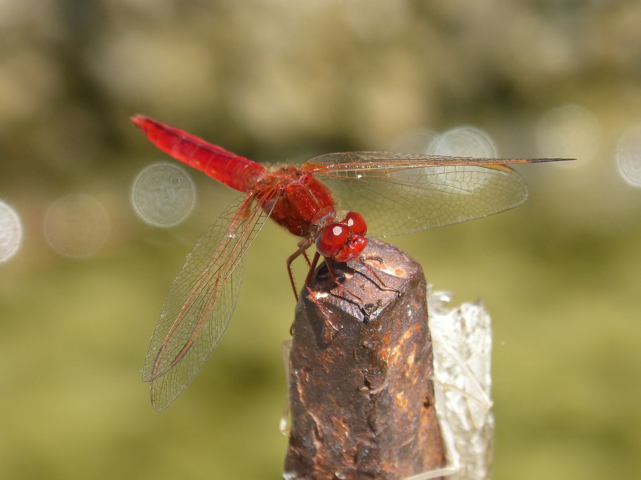 dragonfly  red dragonfly  erythraea crocothemis free photo