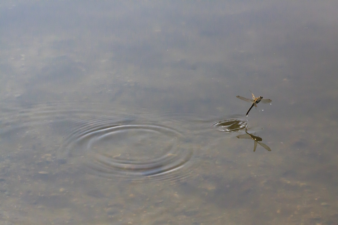 dragonfly  odonata  wedding dance free photo