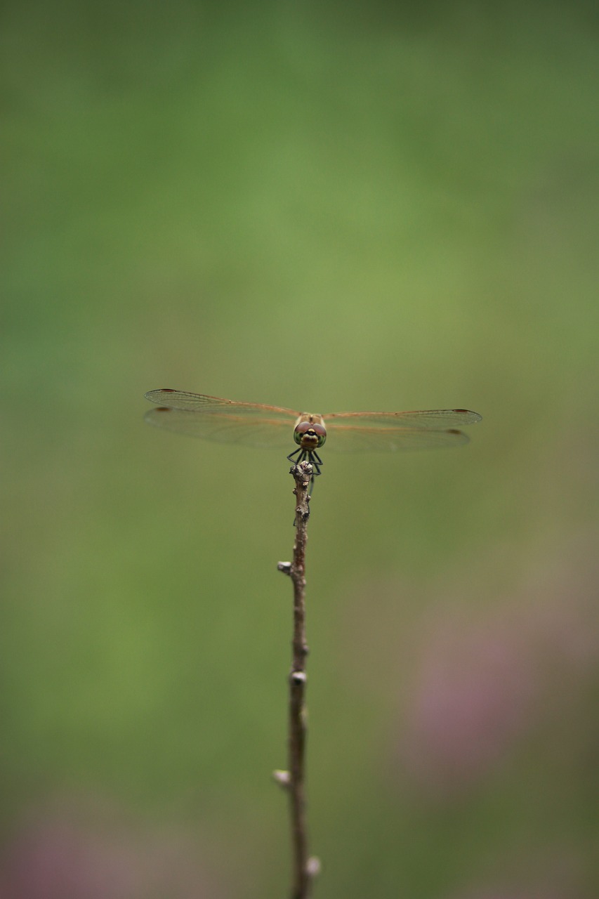 dragonfly  insects  nature free photo