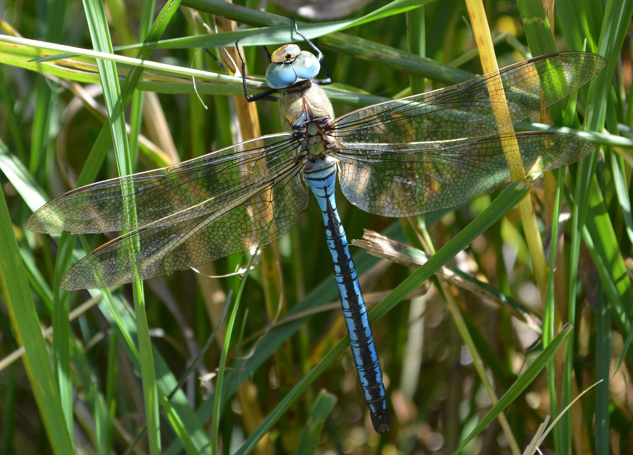 dragonfly  blue dragonfly  insect free photo